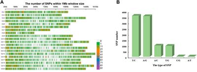 High-Density Genetic Variation Map Reveals Key Candidate Loci and Genes Associated With Important Agronomic Traits in Peanut